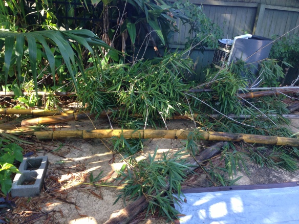 Bamboo Trunks Downed